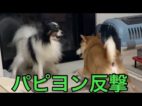 【柴犬飼い主55歳】パピヨンやりました！