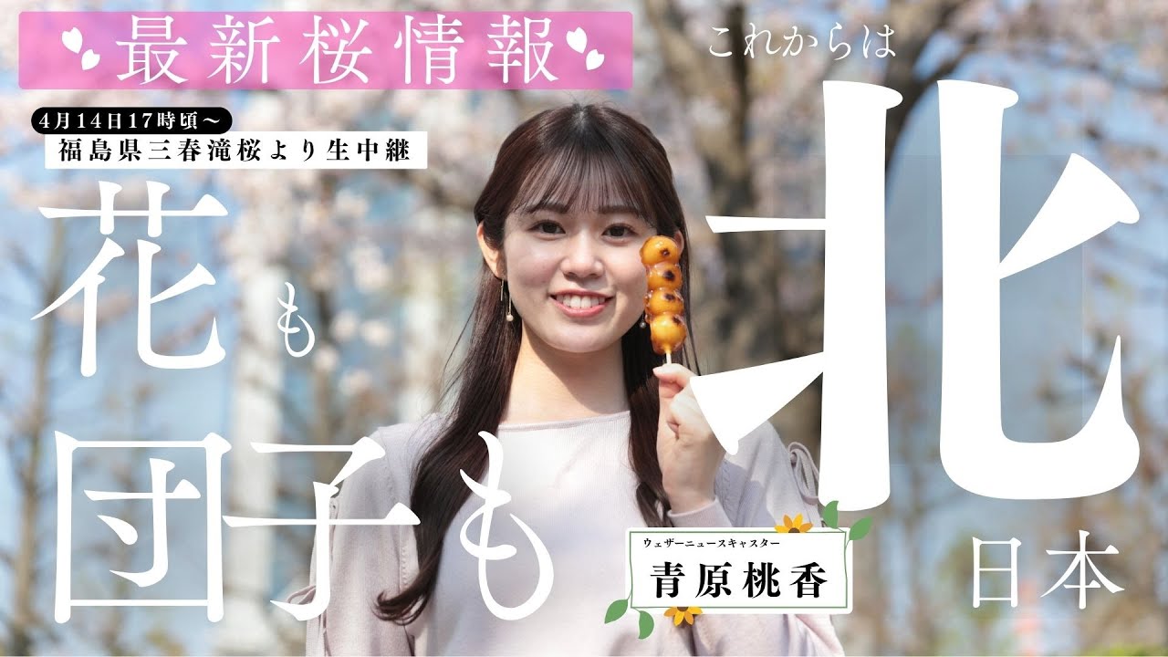 【特別配信】最新桜情報〜福島県三春滝桜より〜／2025年4月14日(月)17時頃から（青原桃香）