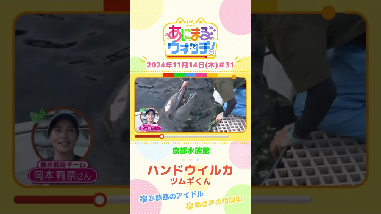 水族館のアイドル！バンドウイルカ「ツムギくん」　京都「京都水族館」　#shorts #読売テレビニュース #すまたん ＃あにまるウォッチ #動物