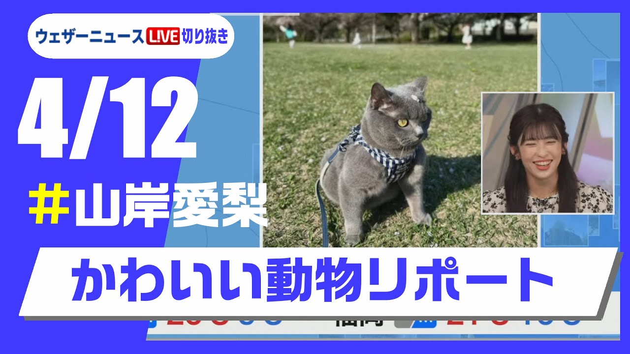 【20250412 ウェザーニュースライブ切り抜き】かわいい動物リポート #山岸愛梨 #ウェザーニュース切り抜き