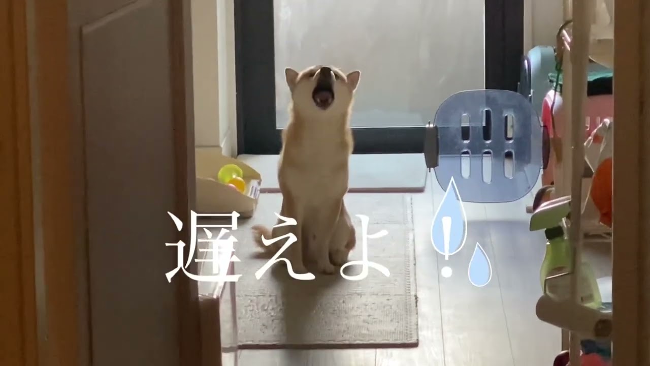【柴犬飼い主55歳】やっと飼い主と認めた⁉︎柴犬。