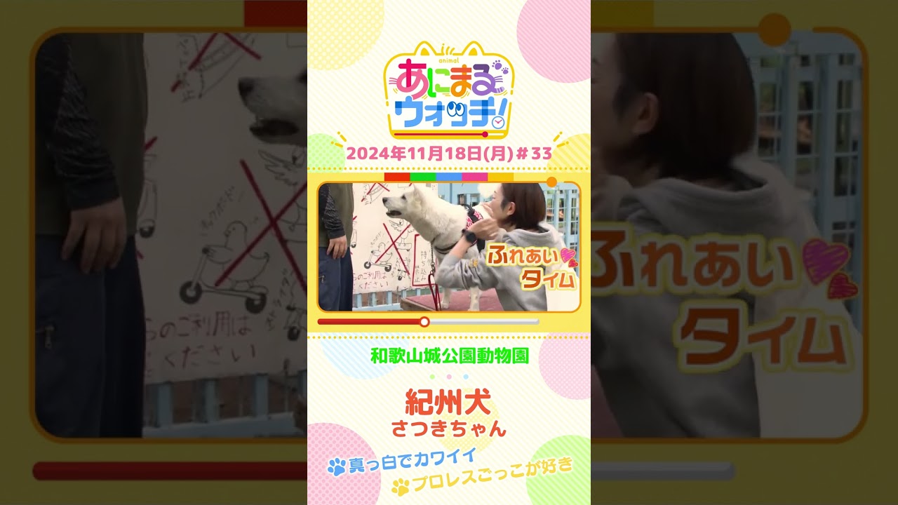 紀州犬「さつきちゃん」　和歌山「和歌山城公園動物園」　#shorts #読売テレビニュース #すまたん ＃あにまるウォッチ #動物
