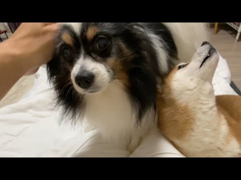 【柴犬飼い主55歳】犬に迎えられる休日の朝。