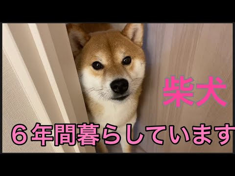 【柴犬飼い主55歳】柴犬と６年間暮らしています。
