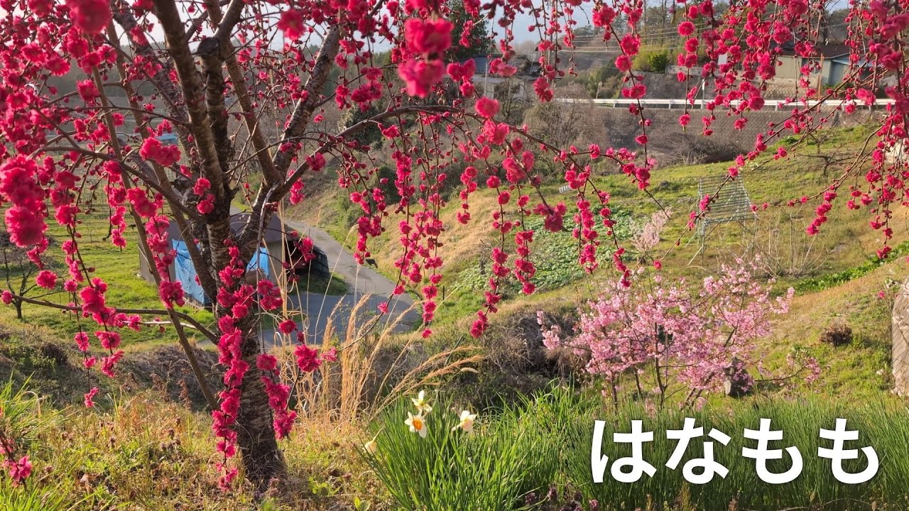 長野県喬木村富田　花桃(2025.4/14)