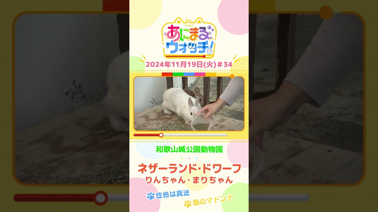 ネザーランド・ドワーフ　まりちゃん・りんちゃん　和歌山「和歌山城公園動物園」　#shorts #読売テレビニュース #すまたん ＃あにまるウォッチ #動物