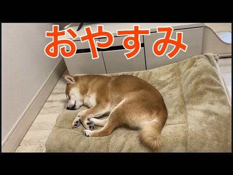 【柴犬飼い主55歳】オヤジが〝ねんねんころりよ〟で寝かせてみた！