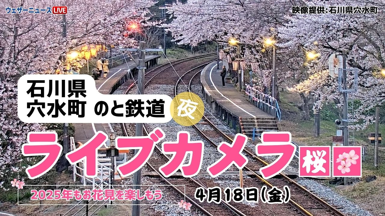 【夜桜ライブカメラ】ソメイヨシノ／「石川県穴水町 のと鉄道」ライブカメラより/Cherry Blossom Live Camera　 2025年4月18日(金)  #桜  #さくら #ソメイヨシノ