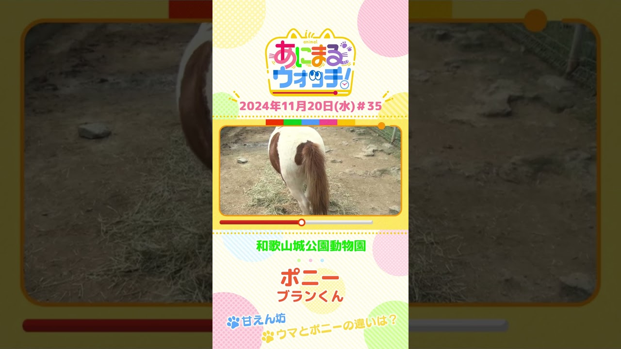 甘えん坊！ポニー「ブランくん」　和歌山「和歌山城公園動物園」　#shorts #読売テレビニュース #すまたん ＃あにまるウォッチ #動物