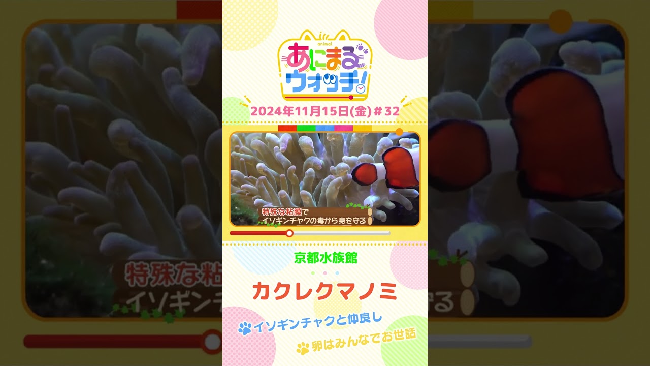 イソギンチャクと仲良し！カクレクマノミ　京都「京都水族館」　#shorts #読売テレビニュース #すまたん ＃あにまるウォッチ #動物