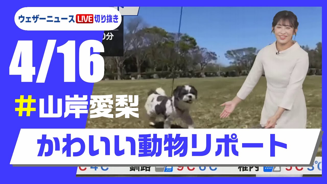 【20250416 ウェザーニュースライブ切り抜き】かわいい動物リポート #山岸愛梨 #ウェザーニュース切り抜き