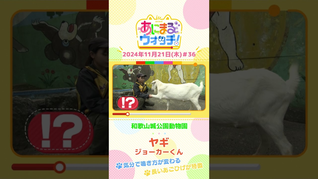 気分で鳴き声が変わる！ヤギ「ジョーカーくん」　和歌山「和歌山城公園動物園」　#shorts #読売テレビニュース #すまたん ＃あにまるウォッチ #動物