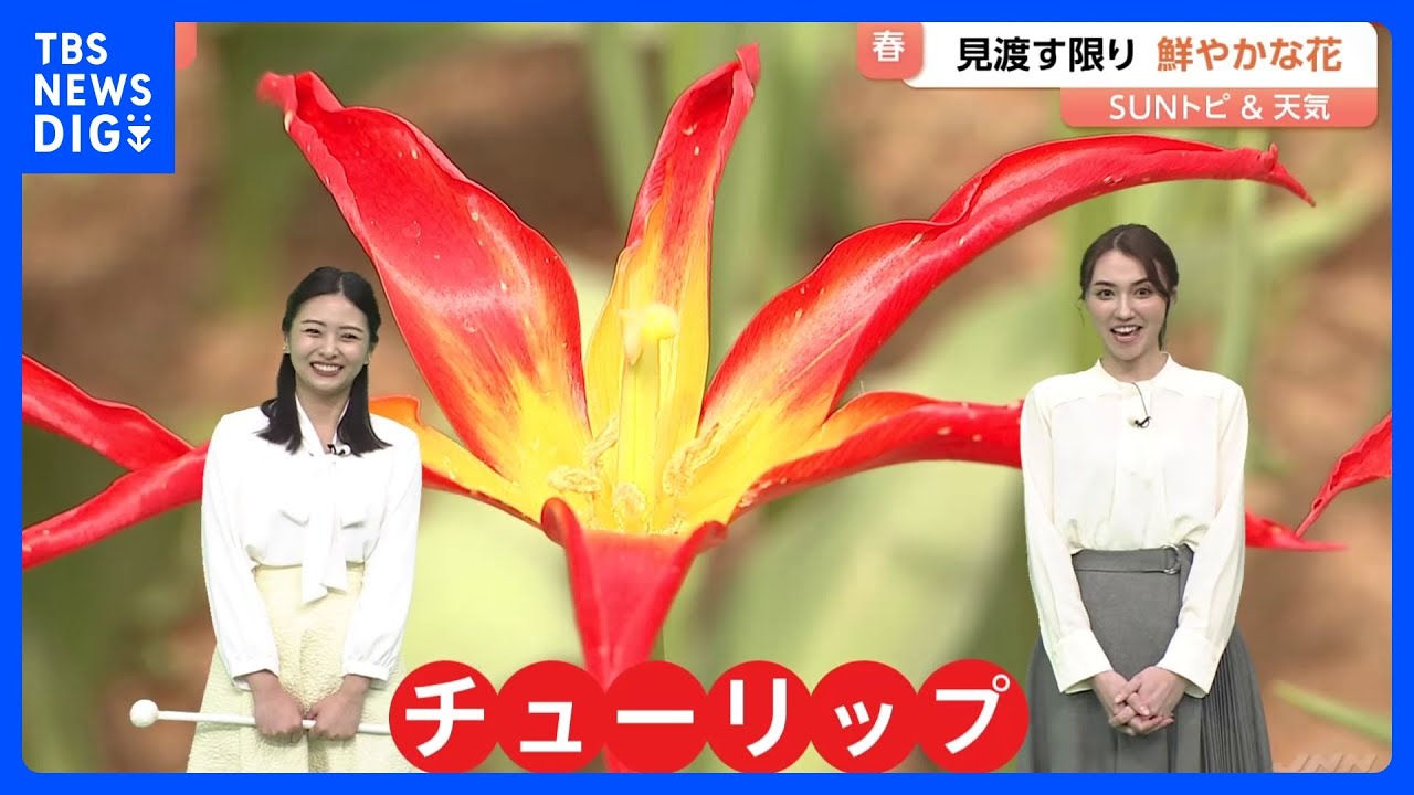 【SUNトピ】“ユリ”に似たチューリップも　295品種・約27万本が来週いっぱいまで見ごろ　国営ひたち海浜公園｜TBS NEWS DIG