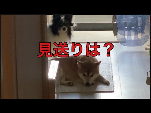 【柴犬飼い主55歳】今日の見送りありません。