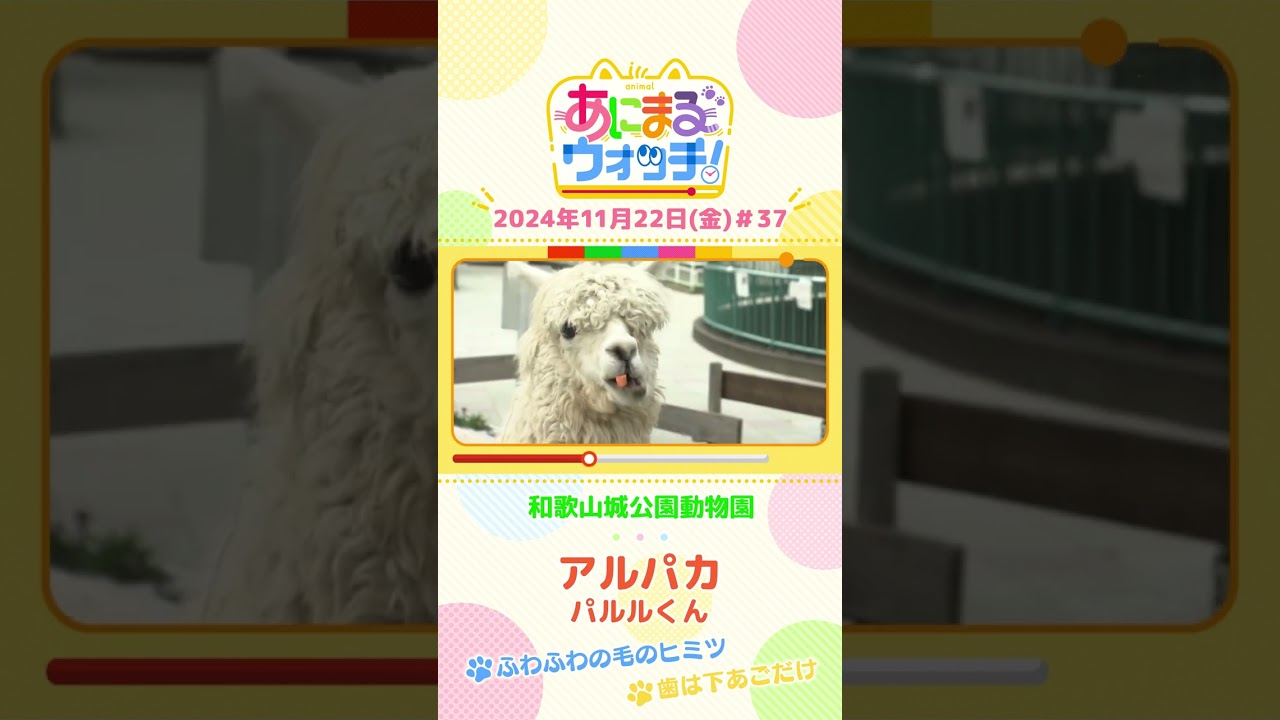 ふわふわの毛のヒミツ！アルパイア「アルパカ」　和歌山「和歌山城公園動物園」　#shorts #読売テレビニュース #すまたん ＃あにまるウォッチ #動物