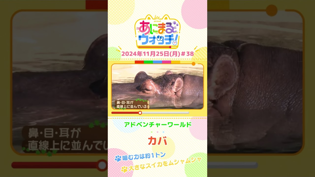 噛む力は約1万トン！カバ　和歌山「アドベンチャーワールド」　#shorts #読売テレビニュース #すまたん ＃あにまるウォッチ #動物