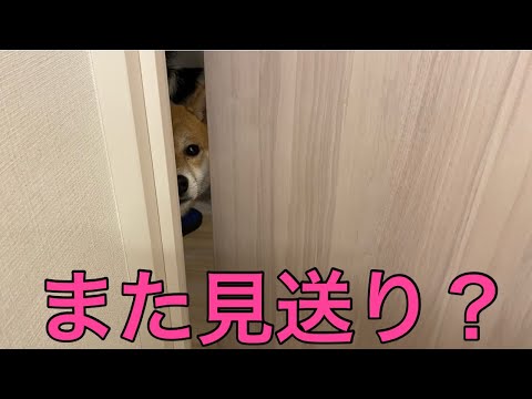 【柴犬飼い主55歳】飼い主の見送り面倒になりました。