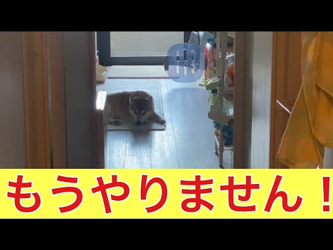【柴犬飼い主55歳】何度も撮影をお願いしていたらいい加減飽きられました。