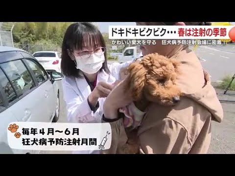 春は注射の季節　かわいい愛犬を守る　狂犬病予防注射会場に密着！　鹿児島市 (25/04/22 18:39)