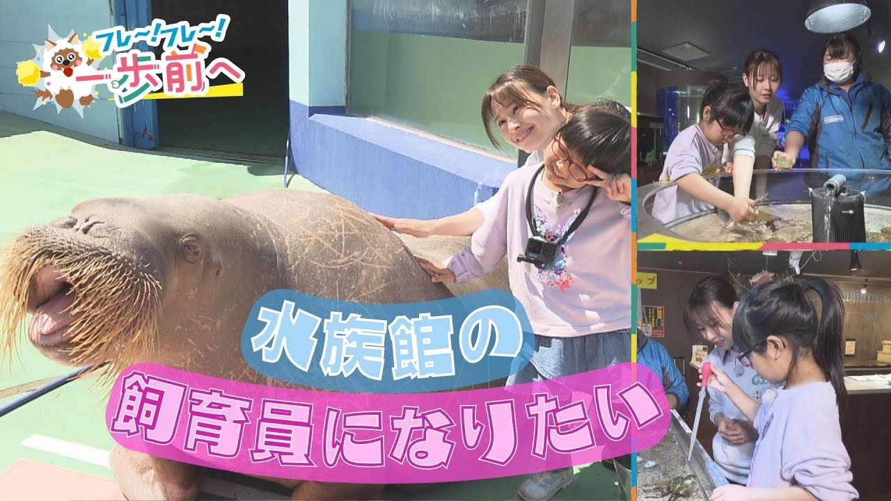 水族館が大好き、飼育員になりたい5歳の女の子が特別体験　でっかいセイウチを前に…!?【フレ～！フレ～！一歩前へ】