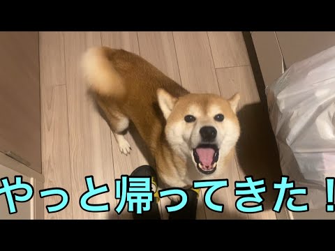 【柴犬飼い主55歳】帰宅したら今までにない歓迎をする犬。