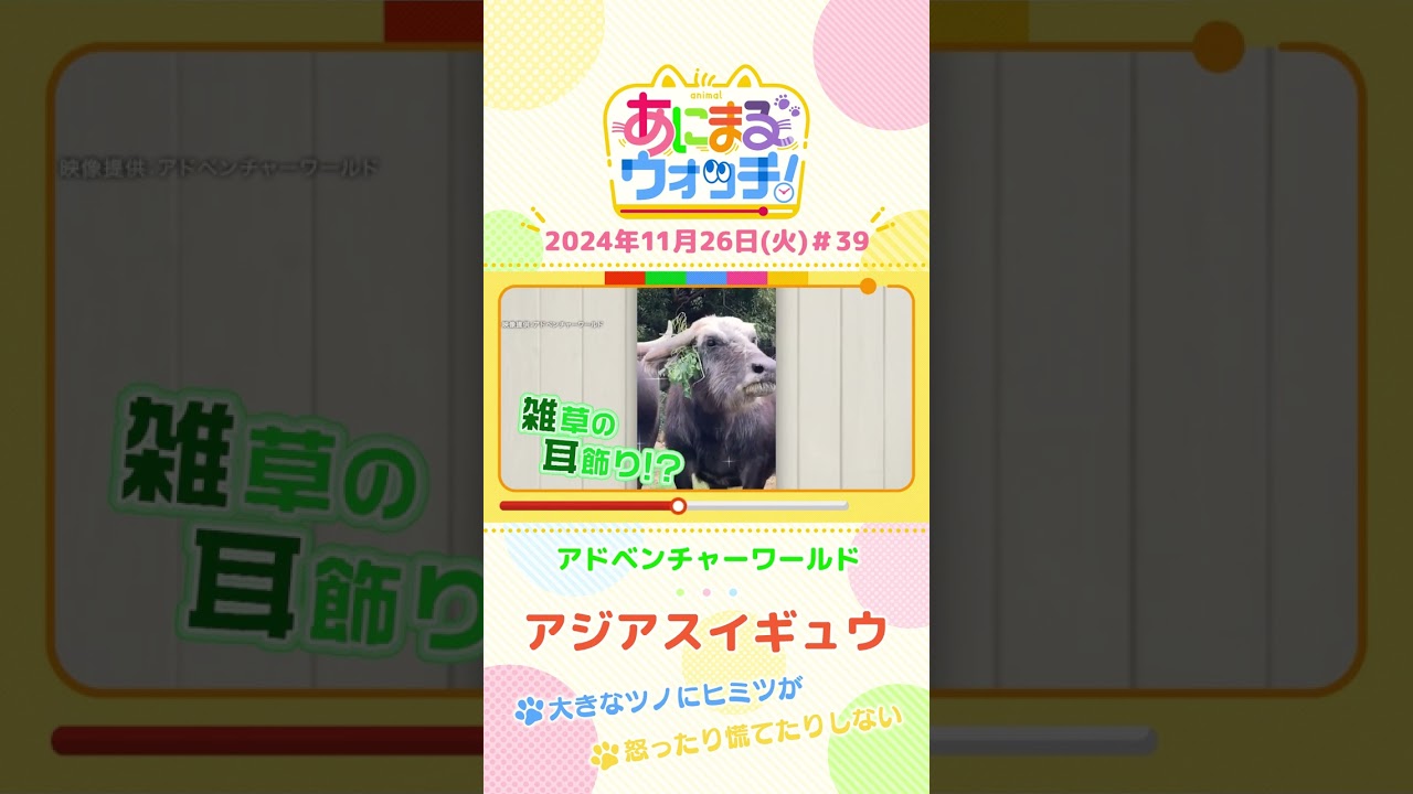 大きなツノにヒミツが！アジアスイギュウ　和歌山「アドベンチャーワールド」　#shorts #読売テレビニュース #すまたん ＃あにまるウォッチ #動物