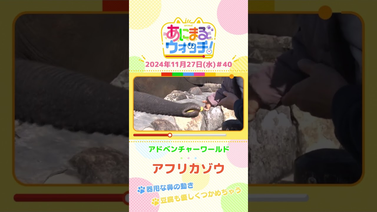 器用な鼻の動き！アフリカゾウ　和歌山「アドベンチャーワールド」　#shorts #読売テレビニュース #すまたん ＃あにまるウォッチ #動物