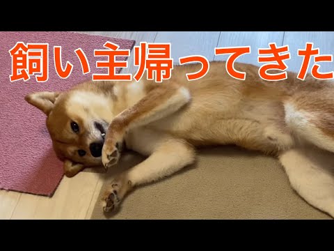 【柴犬飼い主55歳】柴犬の一日
