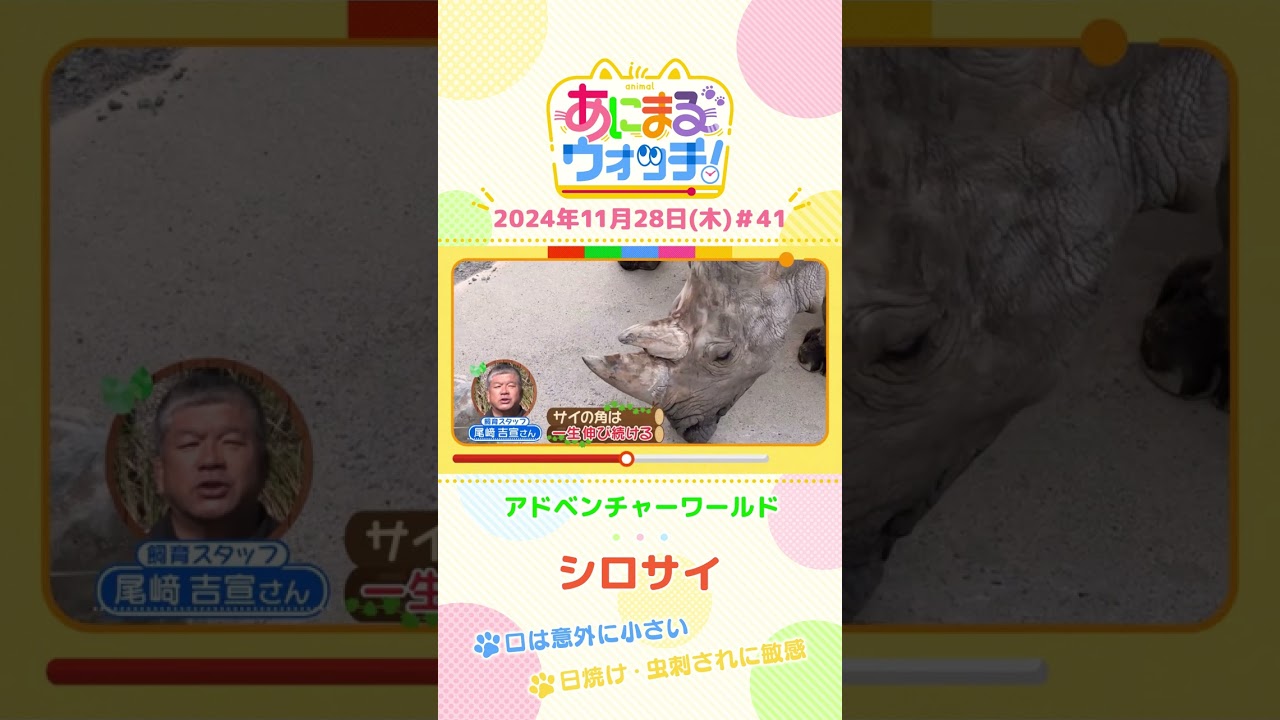 口は意外に小さい！？シロサイ　和歌山「アドベンチャーワールド」　#shorts #読売テレビニュース #すまたん ＃あにまるウォッチ #動物