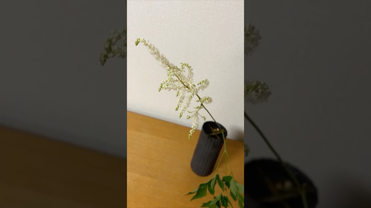 ヤマブキショウマ