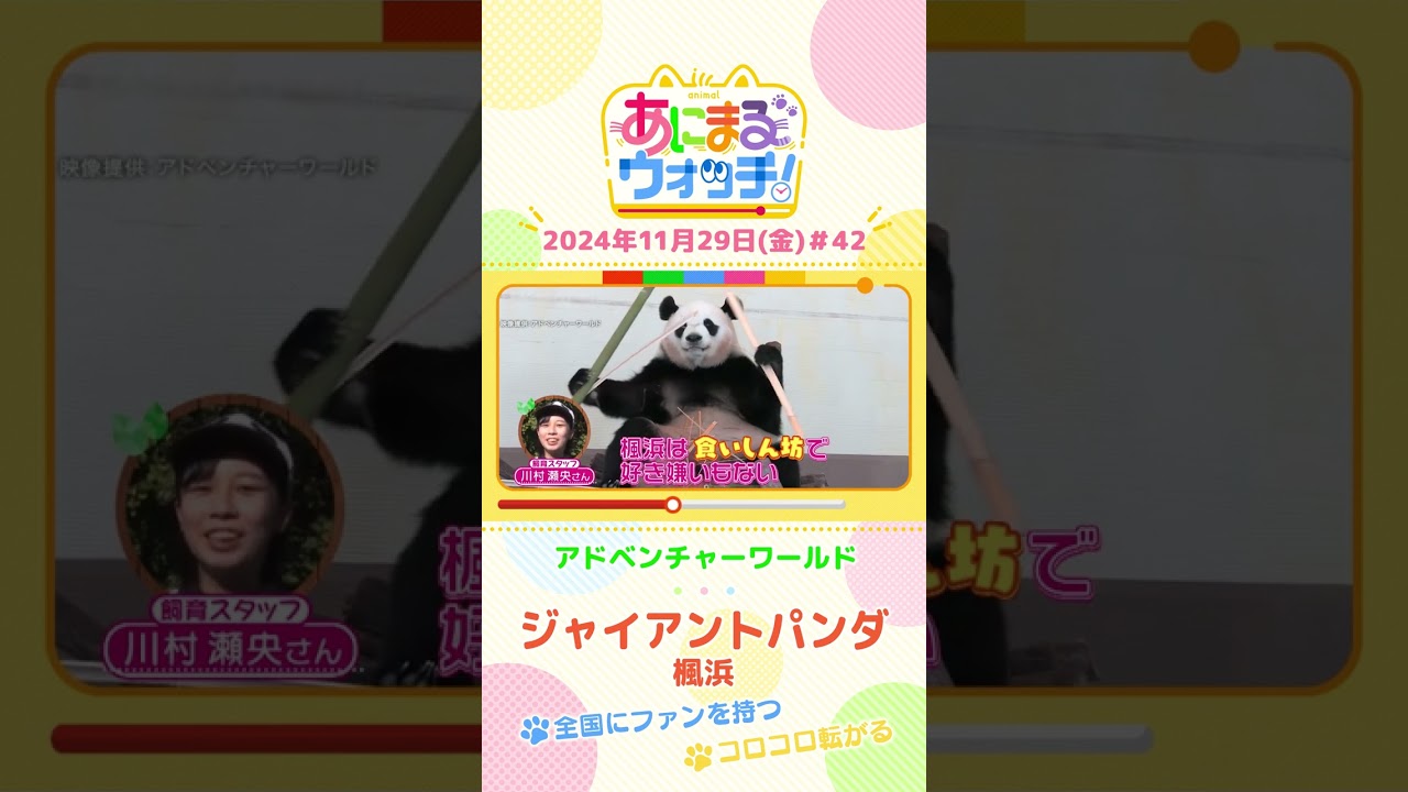 全国にファンを持つ！ジャイアントパンダ「楓浜」　和歌山「アドベンチャーワールド」　#shorts #読売テレビニュース #すまたん ＃あにまるウォッチ #動物