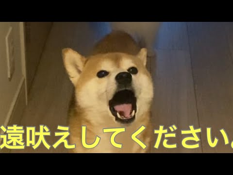 【柴犬飼い主55歳】遠吠え一緒にしてください。
