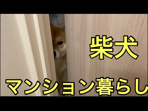 【柴犬飼い主55歳】マンションで柴犬と暮らしています。