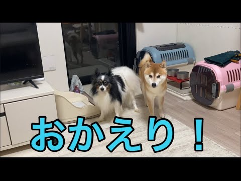 【柴犬飼い主55歳】こんなに帰宅を喜んでもらえると毎日早く帰りたくなります。