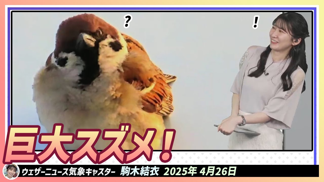 【駒木結衣】 巨大スズメ！意外ともふもふなんですね