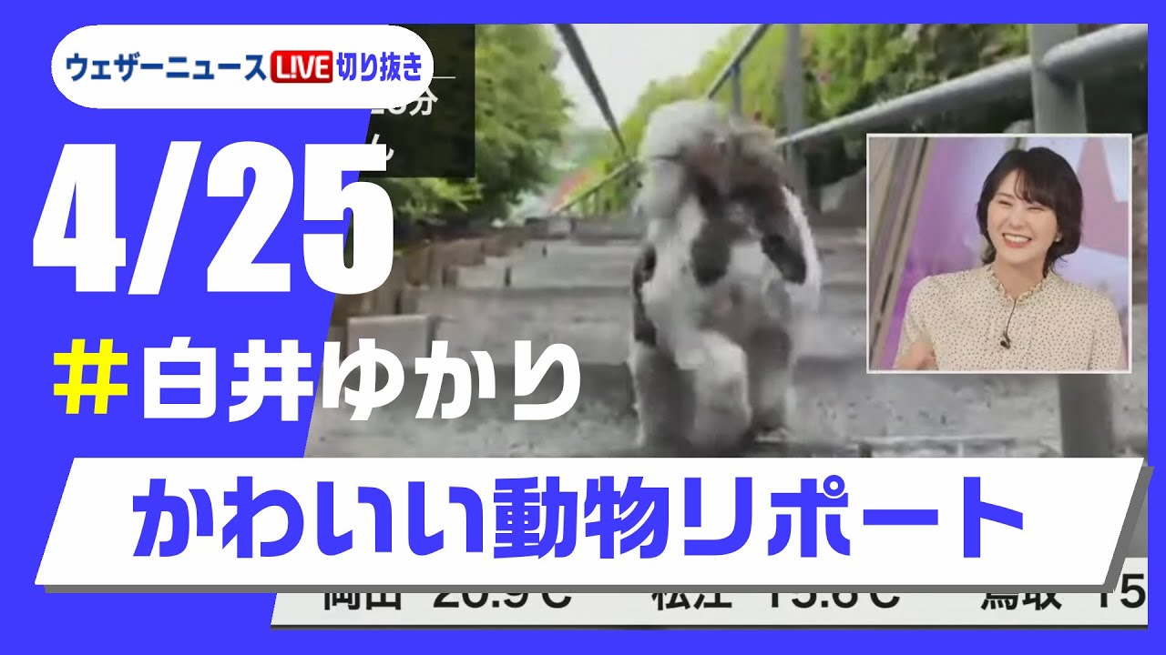 【20250425 ウェザーニュースライブ切り抜き】かわいい動物リポート #白井ゆかり  #ウェザーニュース切り抜き