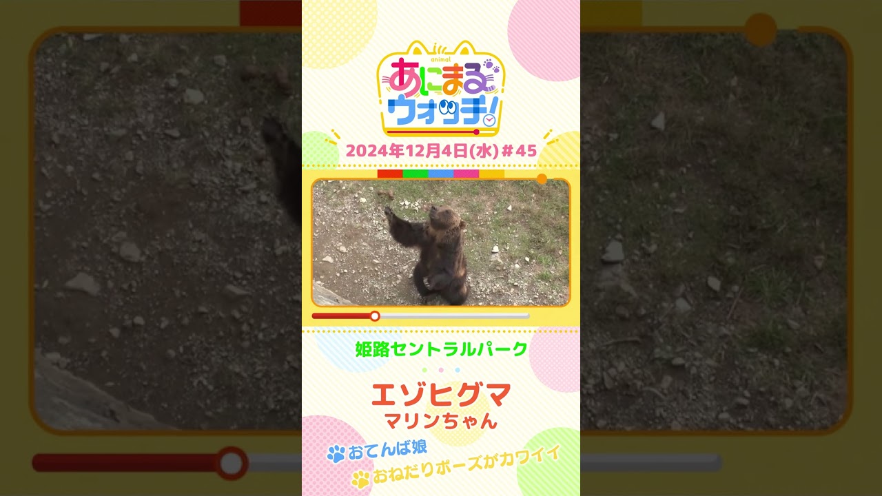 おねだりポーズがカワイイ！エゾヒグマの「マリンちゃん」兵庫「姫路セントラルパーク」　#shorts #読売テレビニュース #すまたん ＃あにまるウォッチ #動物