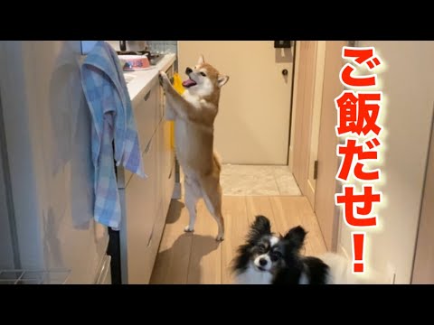【柴犬飼い主55歳】撮影やめてメシ早く出せ！
