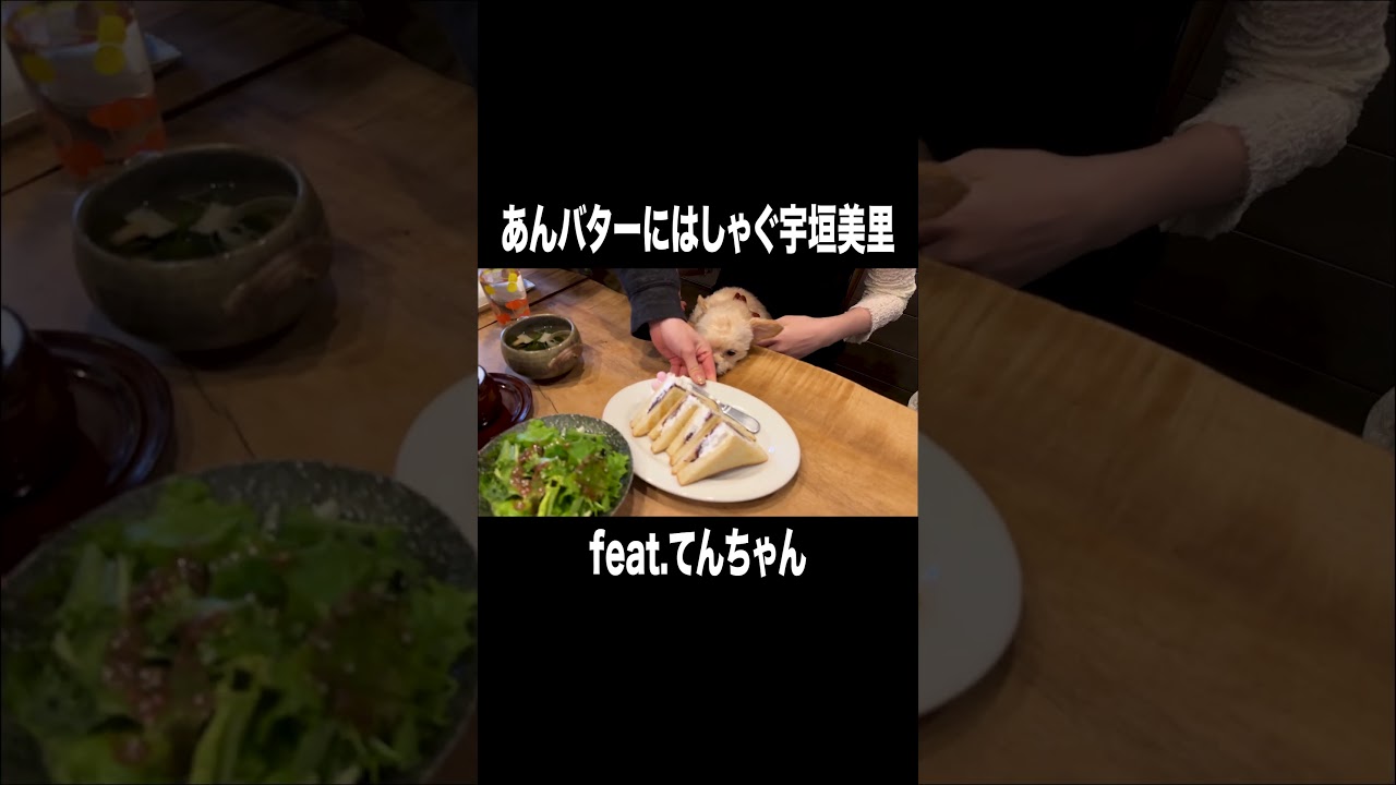 あんバターにはしゃぐ宇垣美里【宇垣美里YouTube】#宇垣美里 #アナウンサー #犬