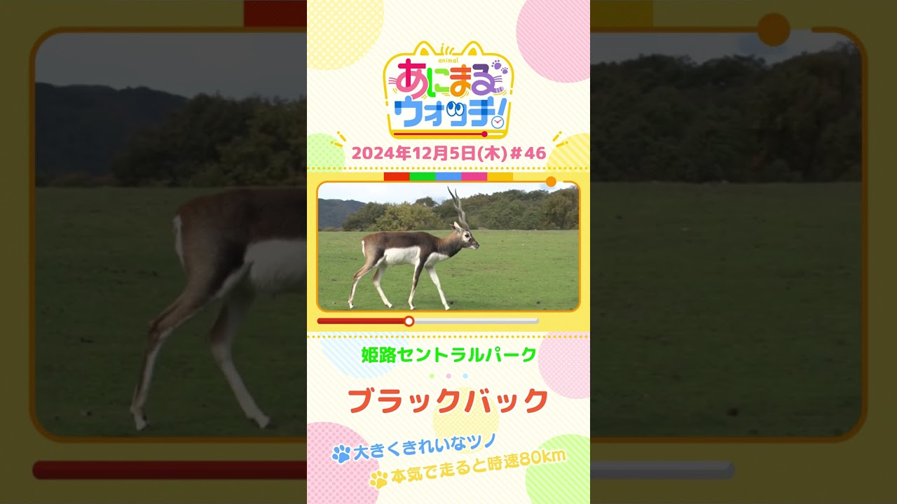 大きくきれいなツノ！「ブラックバック」兵庫「姫路セントラルパーク」　#shorts #読売テレビニュース #すまたん ＃あにまるウォッチ #動物