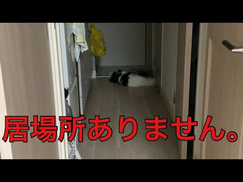 【柴犬飼い主55歳】柴犬にいじめられ行き場がないパピヨン。