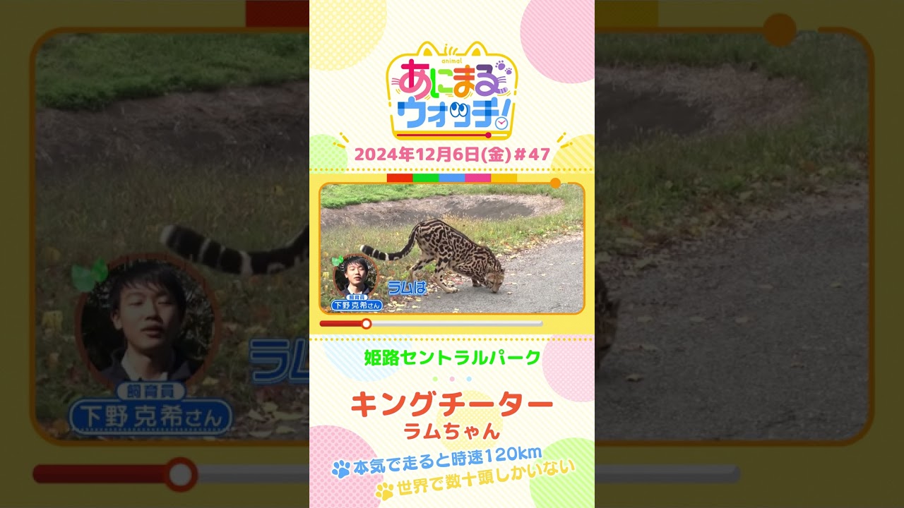 世界で数十頭しかいない！？キングチーターの「ラムちゃん」　兵庫「姫路セントラルパーク」　#shorts #読売テレビニュース #すまたん ＃あにまるウォッチ #動物