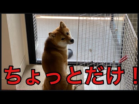 【柴犬飼い主55歳】柴犬にちょっと自宅警備頼みましたが！