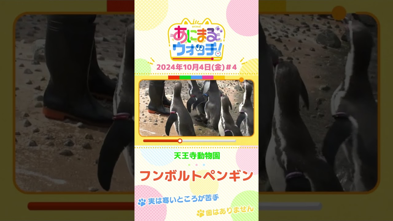 実は寒いところが苦手…「フンボルトペンギン」　大阪・天王寺動物園 #shorts #読売テレビニュース #すまたん ＃あにまるウォッチ #動物