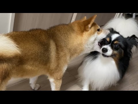 【柴犬飼い主55歳】パピヨン好きにあの柴犬がクレームありました。一緒にさせるな！と