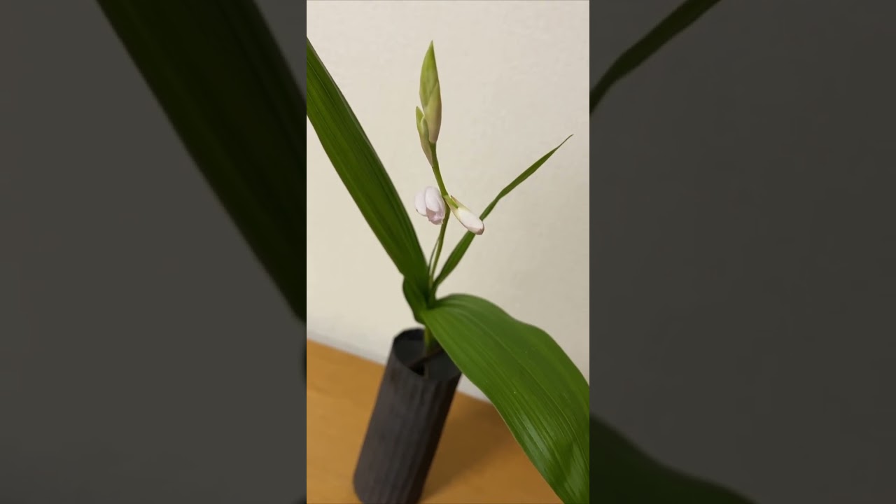 シラン