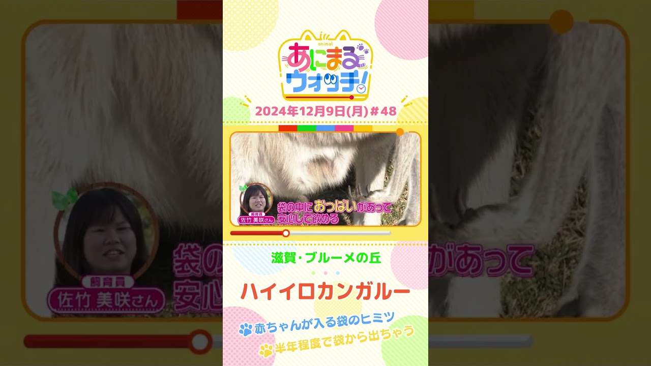 赤ちゃんが入る袋のヒミツとは！？「ハイイロカンガルー」　滋賀「ブルーメの丘」　#shorts #読売テレビニュース #すまたん ＃あにまるウォッチ #動物