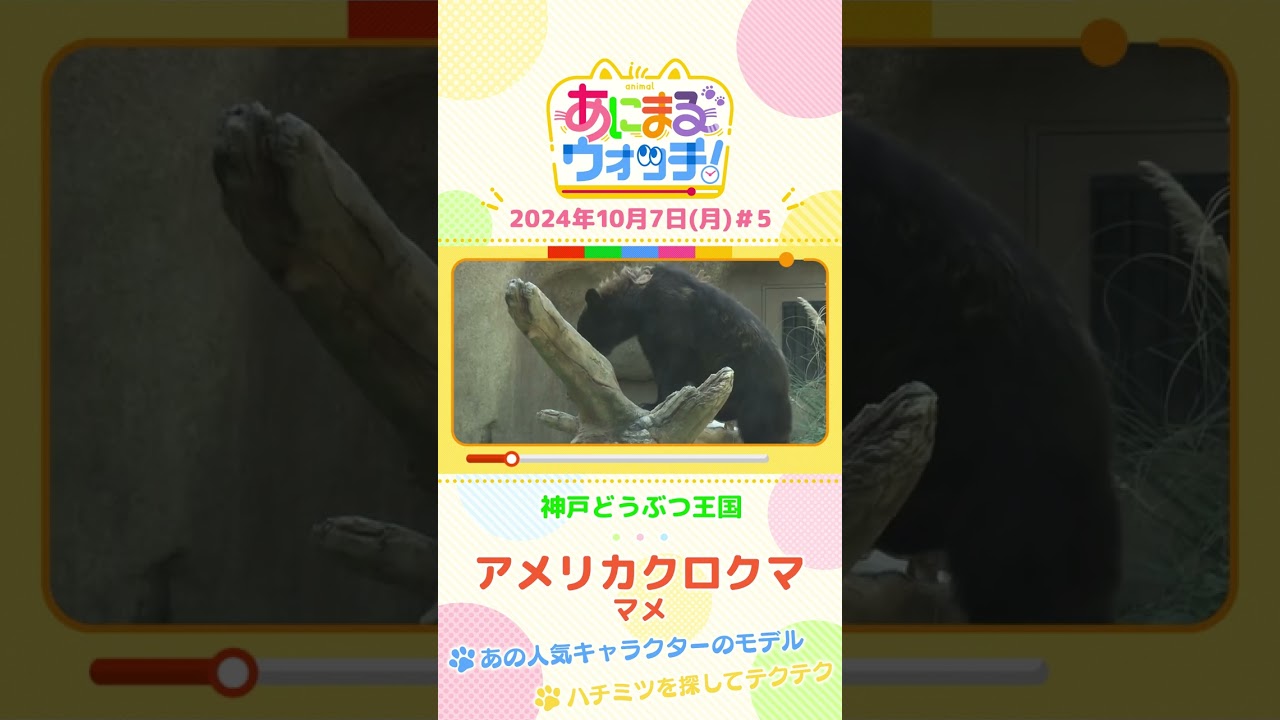 あの人気キャラクターのモデル！アメリカクロクマ「マメ」　兵庫・神戸どうぶつ王国 #shorts #読売テレビニュース #すまたん ＃あにまるウォッチ #動物