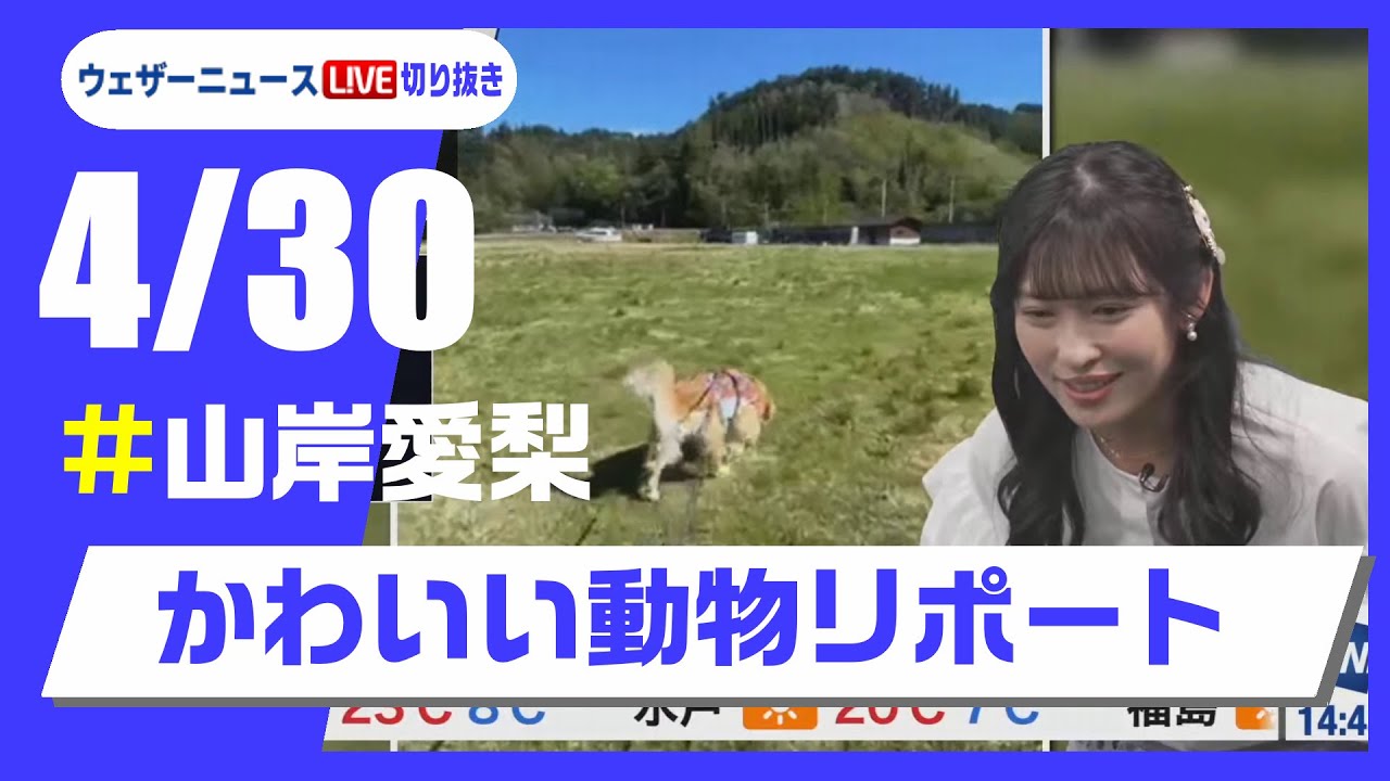 【20250430 ウェザーニュースライブ切り抜き】かわいい動物リポート #山岸愛梨 #ウェザーニュース切り抜き