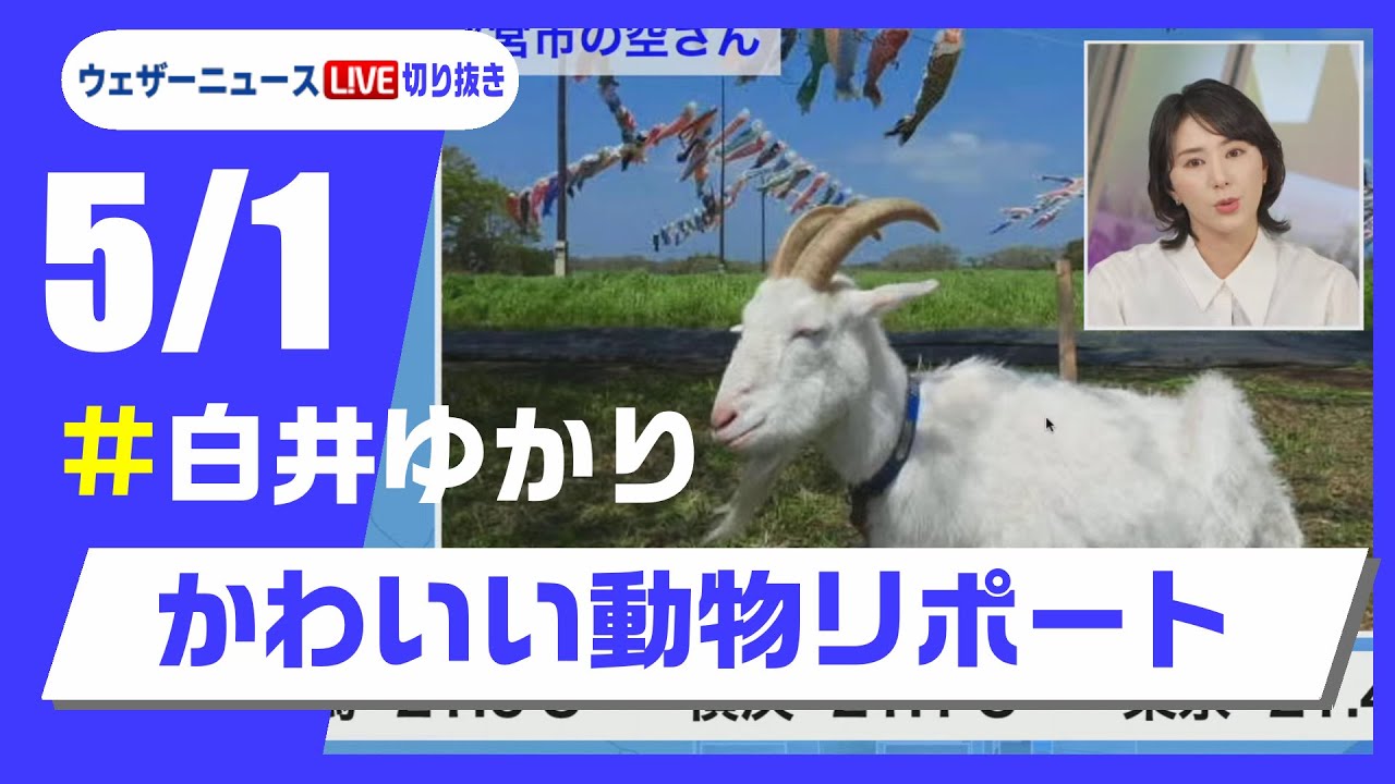【20250501 ウェザーニュースライブ切り抜き】かわいい動物リポート #白井ゆかり  #ウェザーニュース切り抜き